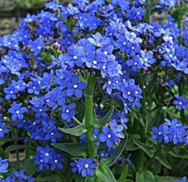 Top Seller 100 Blue Italian Alkanet Anchusa Capensis Flower Seeds - $14.60