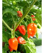 Habanero Pepper Seeds, SUPER HOT PEPPER!, NON-GMO, Variety Sizes, FREE S... - $2.21 CAD+