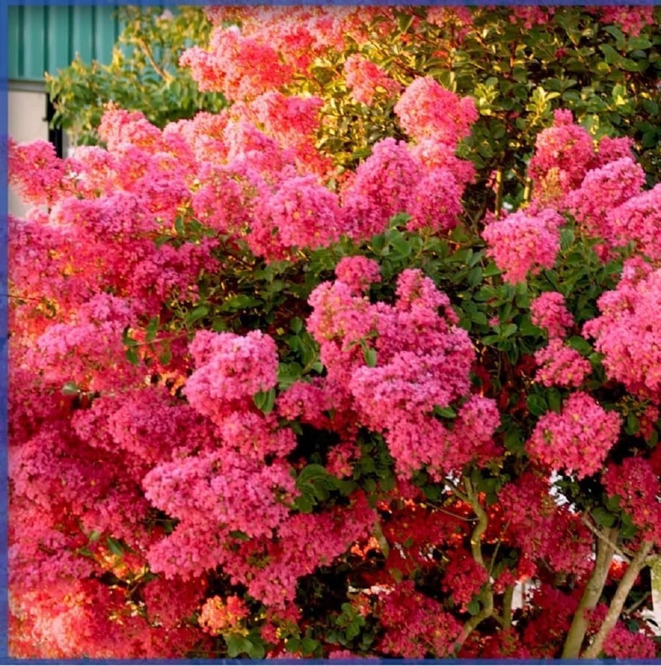 Crape Myrtle Hedge Shrub, Tonto Hot Pink Flowers, Starter Plant - $31.99