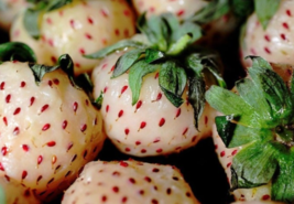 200 White Strawberries Berries Plants Garden Planting 200 Pack SEEDS  - £10.82 GBP