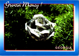 Postcard Georgia Myth of the Money Bush Plant Water Grow with Luck  6 x 4 Ins. - £3.88 GBP