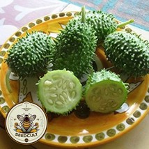 West Indian Gherkin Cucumber Seeds Burr Melon Cucumis Anguria USA SELLER - £6.23 GBP