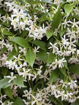 Trachelospermum Jasminoides Madison Cold Hardy Confederate Jasmine 1 Plant Fresh - £33.85 GBP