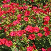 50 Red Four Oclock Flower Seeds Mirabilis Jalapa Grown Seed Garden Fresh USA Shi - $7.97