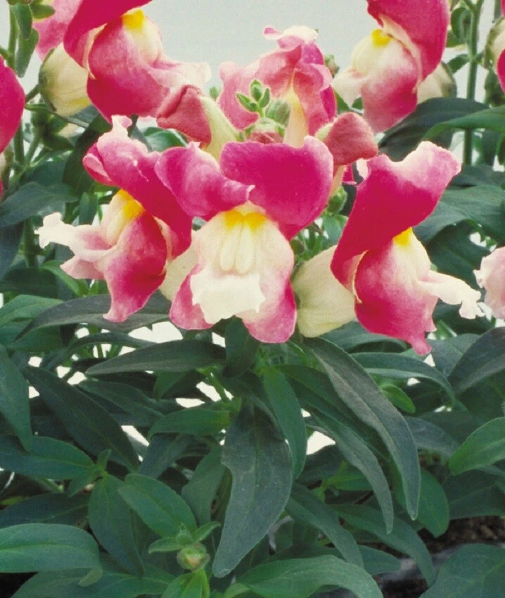 Snapdragon Seeds Floral Showers Coral Bicolor 50 Seeds - $17.22