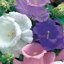 50 Double Mix Heirloom Campanula Canterbury Bells Perennial Flower Seeds... - $13.63