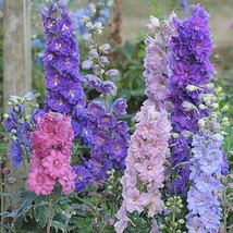 50 Mini Stars Delphinium Flower Garden Flowers Perennial Seeds  - £12.68 GBP