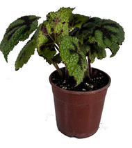 Begonia Cruz De Hierro By Leal Plants Ecuador | Begonia Masoniana Iron Cross - £18.04 GBP