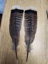 BV39 Pair Striped Turkey Tail Feather - £9.17 GBP