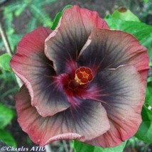 Best 25 Seeds Easy To Grow Pale Red Black Yellow Hibiscus Flowers Huge Blooms - $8.79