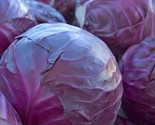 200 Red Acre Cabbage Seeds Heirloom Non Gmo Fresh Fast Shipping - £7.22 GBP