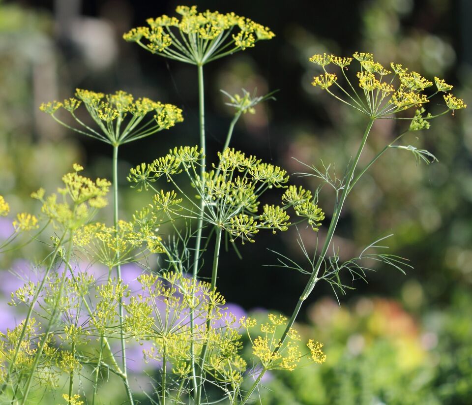 HSeeds 100 Seeds Bouquet Dill  ** Heirloom And Organic Crop Of 2023 ** - $2.10