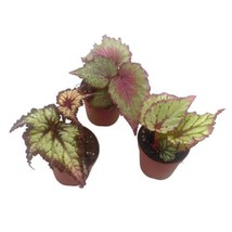 Begonia Rex Assortment, in 2 inch pots, set of 3, tiny cute begonia variety pack - £14.55 GBP