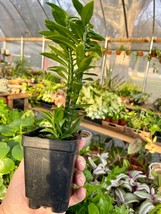 Devil&#39;s Backbone Pedilanthus Tithymaloides Green 2.5&quot; tall Pot Live Plant - £7.74 GBP