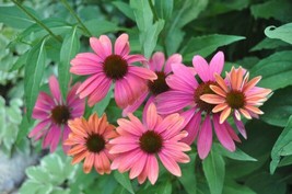 From US 50 Pink Orange Coneflower Seeds Echinacea Perennial Flowers Flower 1366 - £8.69 GBP