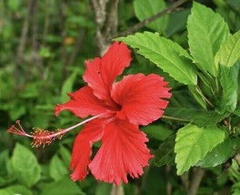 Hibiscus Rosa Sinensis Rose Mallow 10 Cuttings 4 6 Inches For Fresh Garden - £15.62 GBP