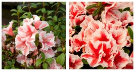 Azalea Deciduous ENCORE AUTUMN STARBURST Well Rooted Starter Plant - $63.99