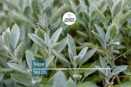Sage Seeds | Heirloom - Non-GMO | 50 Seeds | Salvia officinalis | Culina... - $4.99+