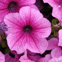 USA Seller 1000 Petunia Seeds Daddy Orchid Pelleted Seeds - £34.10 GBP