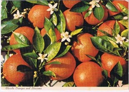 Postcard Florida Oranges &amp; Blossoms - £1.70 GBP
