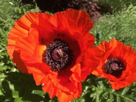Poppy Oriental Orange-scarlet Flower Seeds (Papaver Orientale) 400 - 120... - $55.36 MXN+