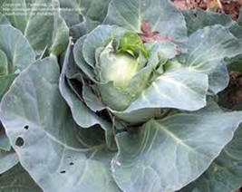 Cabbage Seed Charleston Wakefield 25 Seeds Fresh Seeds Gardening - $3.38