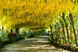 SRN Laburnum Alpinum Golden Chain Tree Seeds Garden - $11.25
