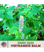 500+ Kinh Gioi Seeds, Elsholtzia Ciliata, Vietnamese Balm, Non-Gmo From US - £7.62 GBP