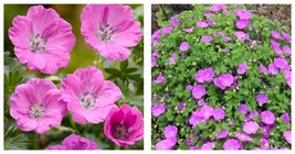 20 Seeds Hardy Pink Geranium Perennial Sanguineum Easy to Seasons - £14.66 GBP