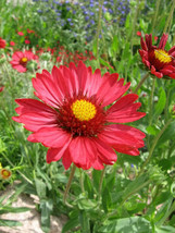 New Fresh Seeds 50 Burgundy Gaillardia Red Indian Blanket Flower Seeds - £11.78 GBP