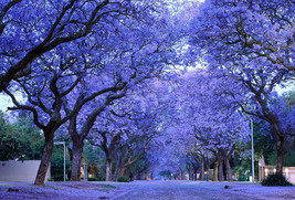 Jacaranda mimosifolia 100+ seeds  blue acutifolia, black poui fern tree ... - $5.27+
