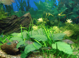 Aquarium Plants Anubias Coffeefolia Loose Rhizome Nana Barteri Live - £31.46 GBP