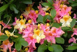 Garden Rainbow Deciduous Azalea Plant 4&quot; Pot Plant - $33.99