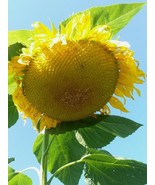Congo Watermelon Heirloom Seeds - $12.10