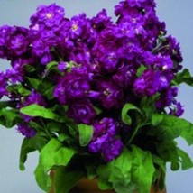 50+ Purple Evening Or Night Scented Stock Flower Seeds Annual Matthiola - £7.78 GBP