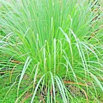 Lemongrass Organic 300 Seeds Mosquito Insect Repellant Fresh Non Gmo 6 - £5.24 GBP