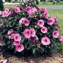 20 Pink Swamp Mallow Rose Seeds - £10.47 GBP