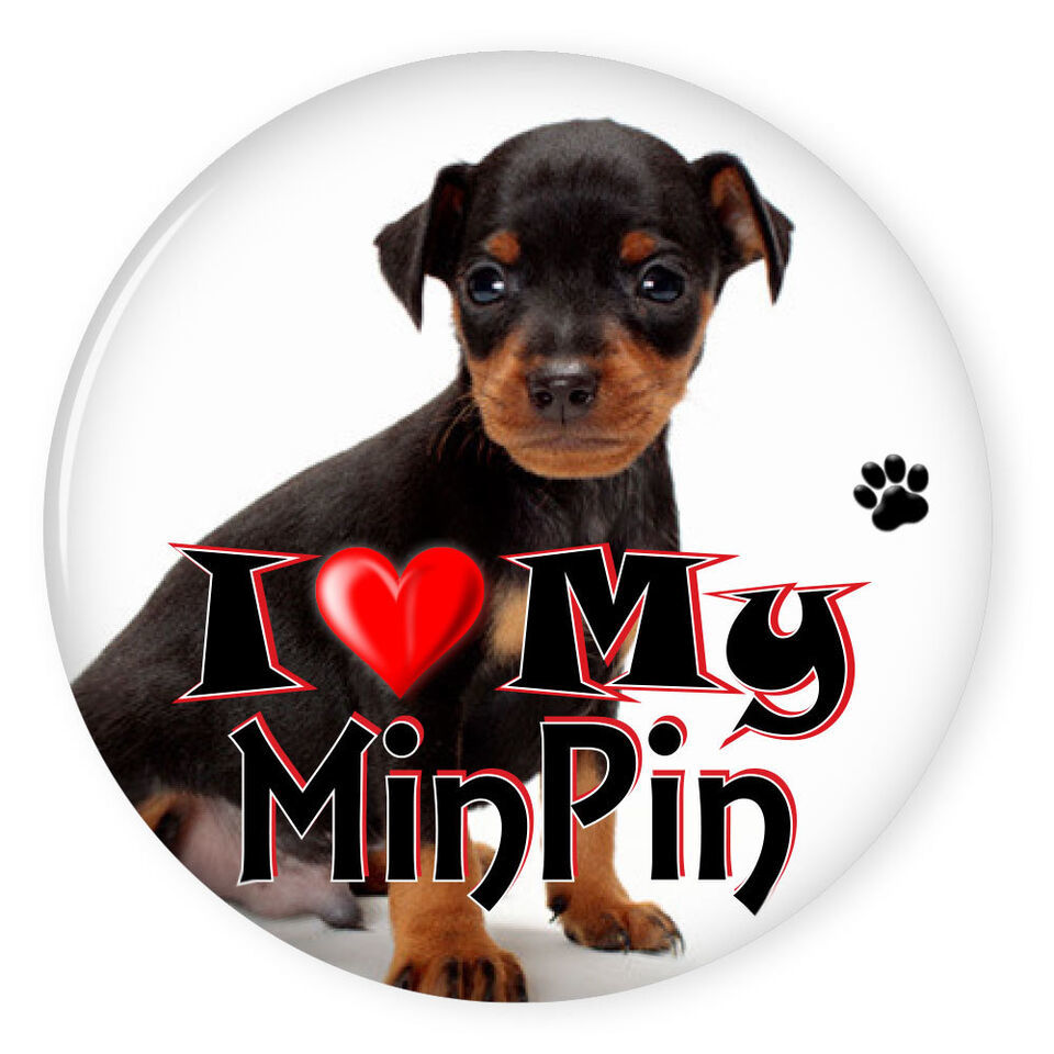 I LOVE MY MINIATURE PINSCHER DOG PUPPY 3&quot; SAFETY PIN BACK BUTTON - $6.29