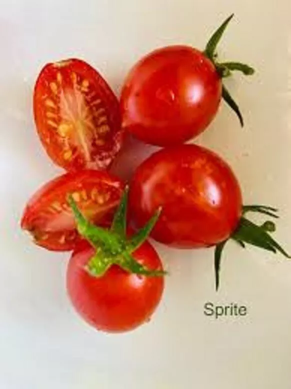 50 Seeds Sprite Tomato Vegetable Garden - £7.64 GBP