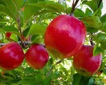 Pink Lady Native Apple Fruit Tree Seeds Non Gmo 5 Seeds - $6.75