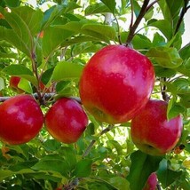 Pink Lady Native Apple Fruit Tree Seeds Non Gmo 5 Seeds - £5.29 GBP