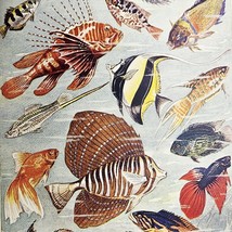 The Wonder Book of Wonders Antique Educational Hardcover 13th Ed Great Britain image 9