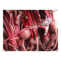 100 Beet Bulls Blood Great Heirloom Vegetable Seeds - £7.03 GBP