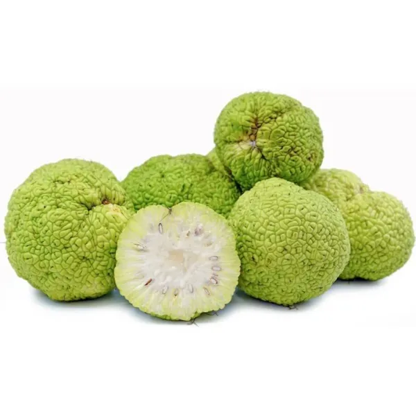 Fresh 10 Hedge Apple Osage Orange Horse Apple Monkey Ball Maclura Pomifera Tree  - £16.43 GBP