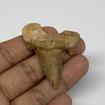 12.7g, 1.9&quot;X 1.5&quot;x 0.5&quot; Natural Fossils Fish Shark Tooth @Morocco, B12625 - £6.39 GBP