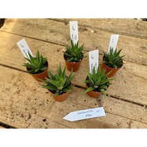 Succulent Gasteraloe Flow 2&quot; Pot Live Plant - £4.79 GBP