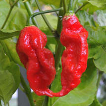 Ghost Pepper Bhut Jolokia World Record Hot Peppers Vegetable 100 Seeds - £7.39 GBP