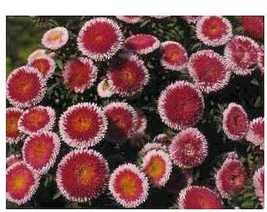 USA Seller 50 Hi No Maru Aster Double Red &amp; White Callistephus Pompon Flower See - £11.19 GBP