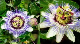 Live Plant Passiflora Caerulea Edible Passion Exotic Vine 2.5&quot;Pot Passion Flower - £40.78 GBP