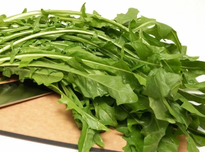 1000 Italian Dandelion CATALOGNA EMERALD ENDIVE SEEDS - $130.18 MXN